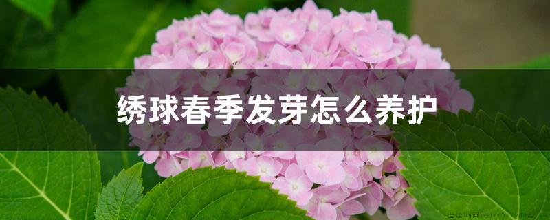 绣球春季发芽怎么养护