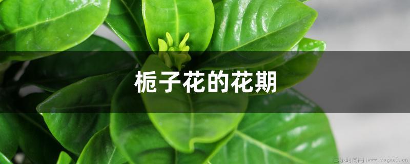 栀子花的花期