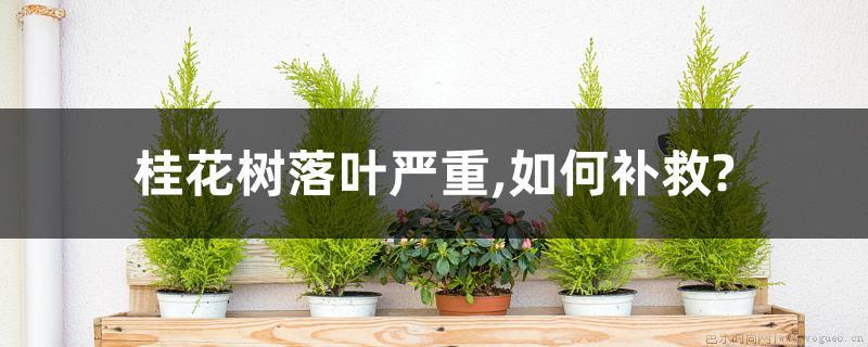 桂花树落叶严重,如何补救