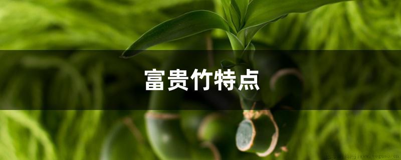 富贵竹特点