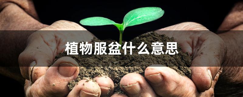 植物服盆什么意思