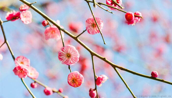 梅花开放的时间