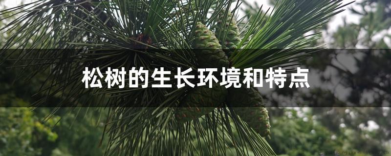 松树的生长环境和特点