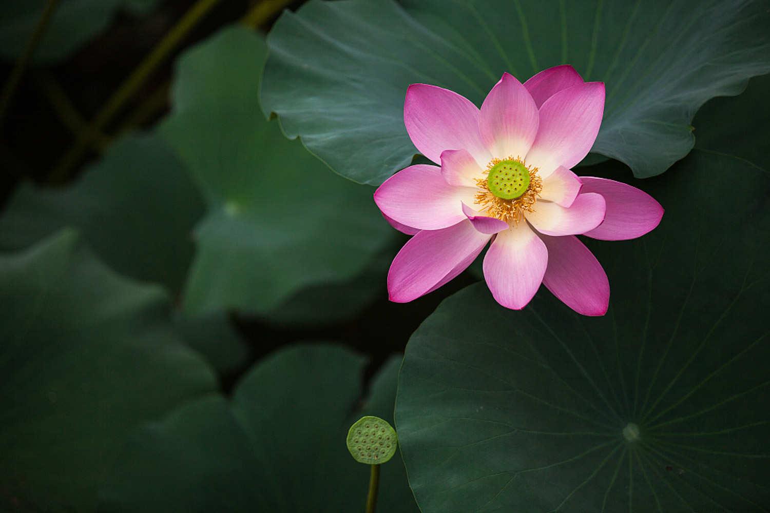 荷花怎么养才会开花