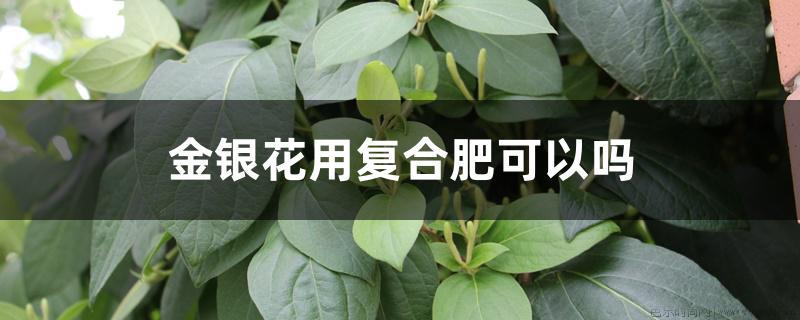 金银花用复合肥可以吗