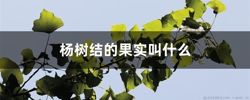 杨树结的果实叫什么