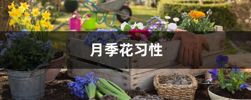 月季花习性