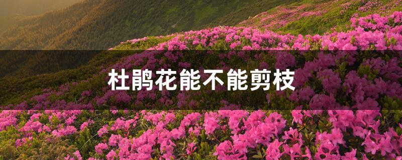 杜鹃花能不能剪枝