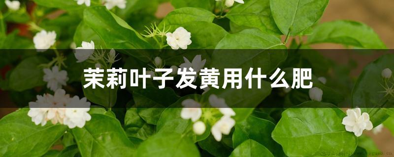 茉莉叶子发黄用什么肥