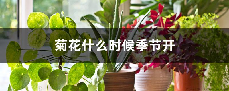 菊花什么时候季节开