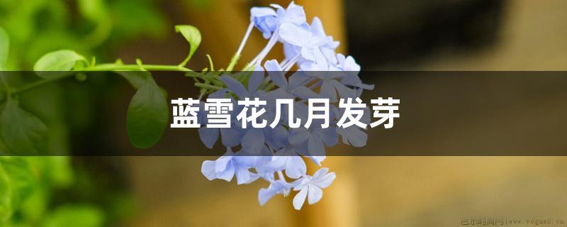 蓝雪花几月发芽