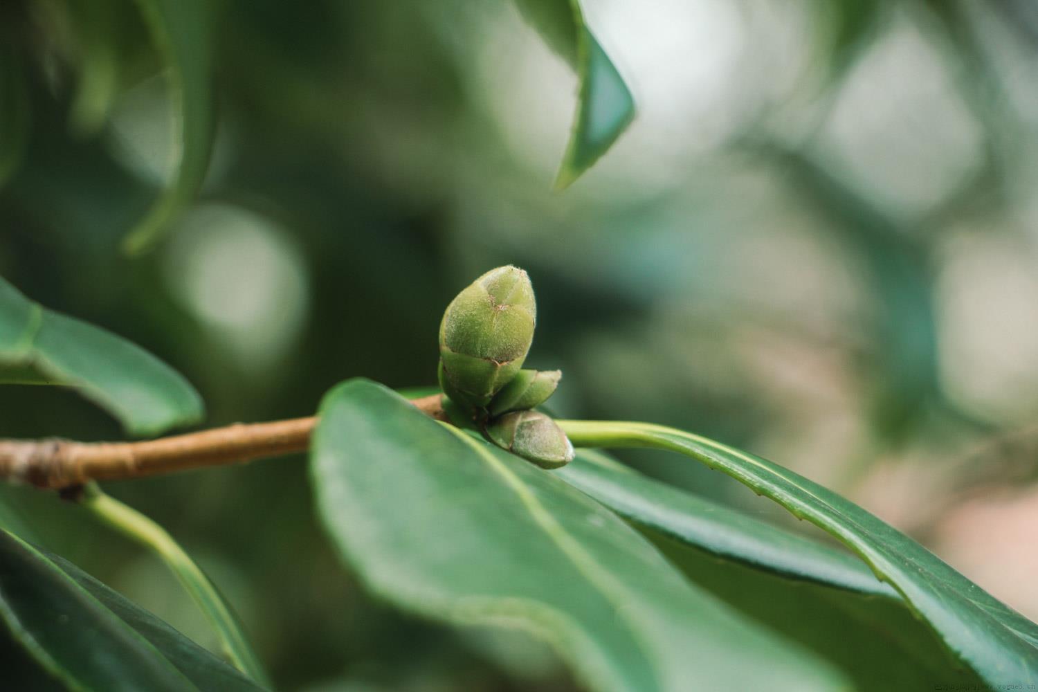 山茶树苗怎样种植，要注意什么