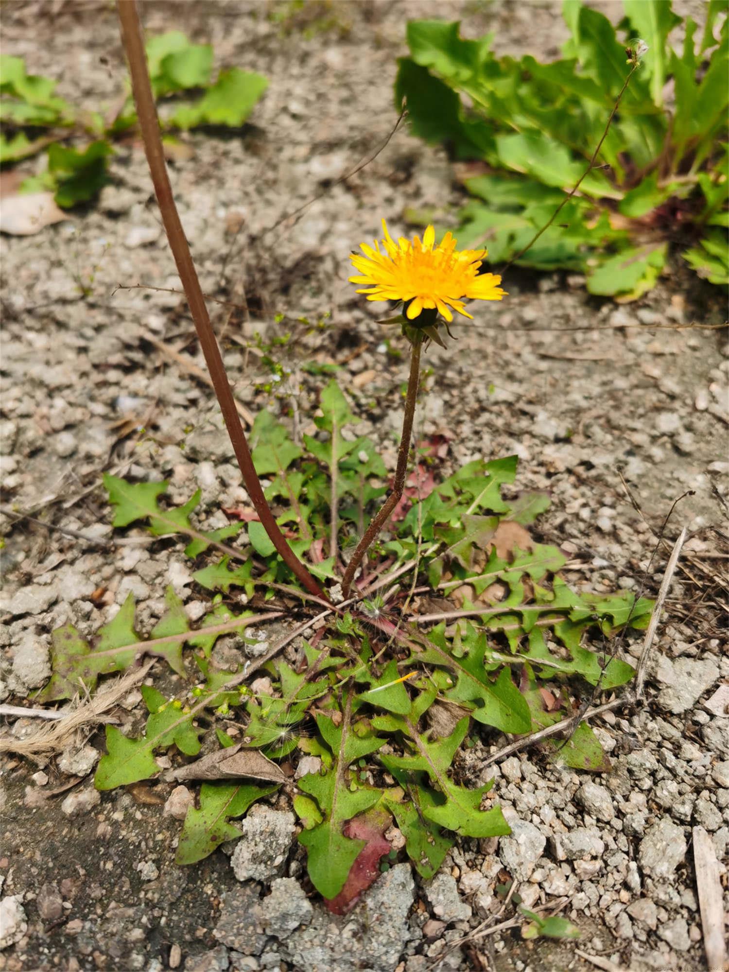 苦苣菜和蒲公英一样吗