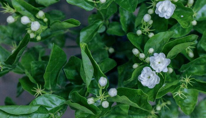 盆栽茉莉花施什么肥料