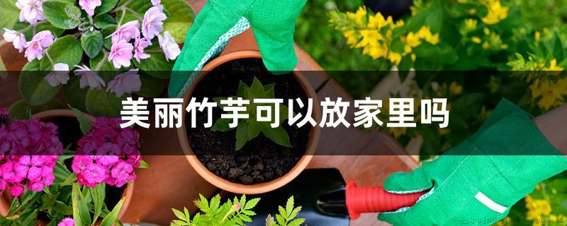 美丽竹芋可以放家里吗