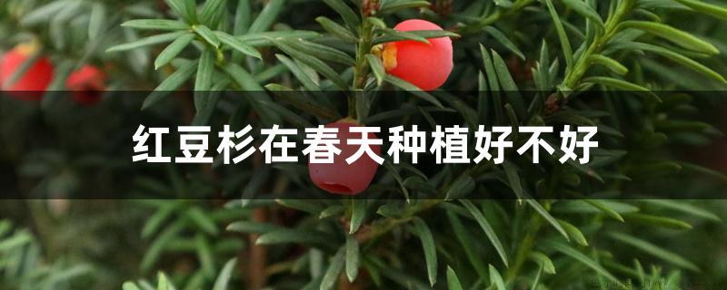 红豆杉在春天种植好不好