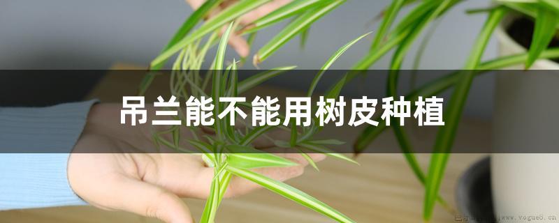 吊兰能不能用树皮种植