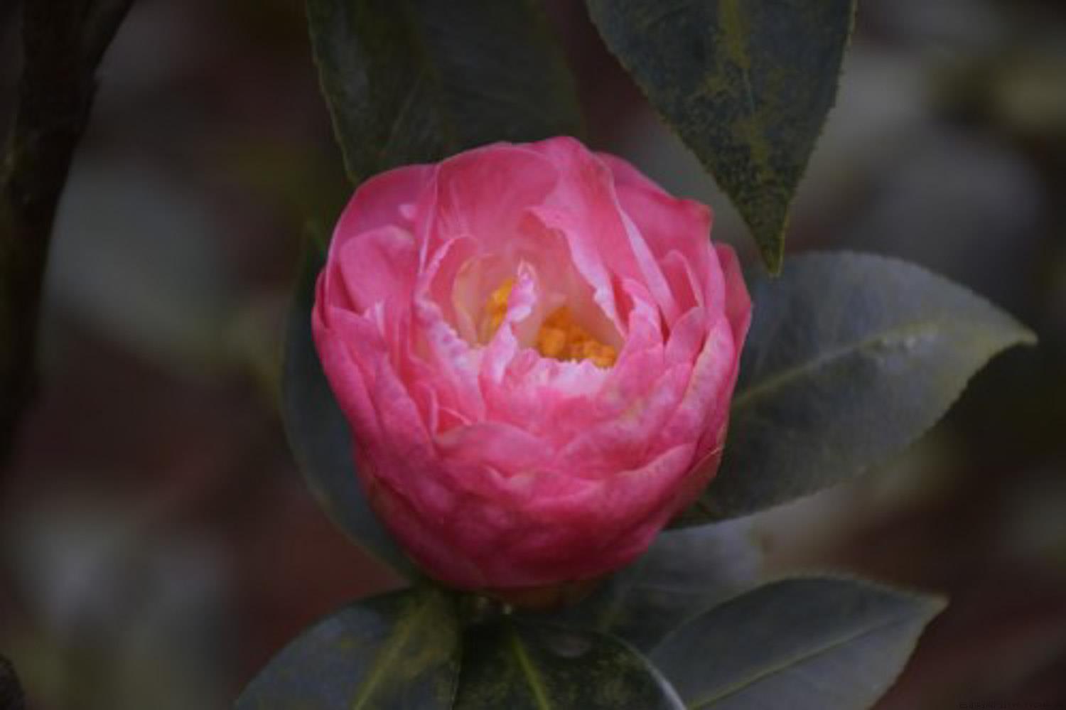 山茶花的花语，白色山茶花的花语是什么