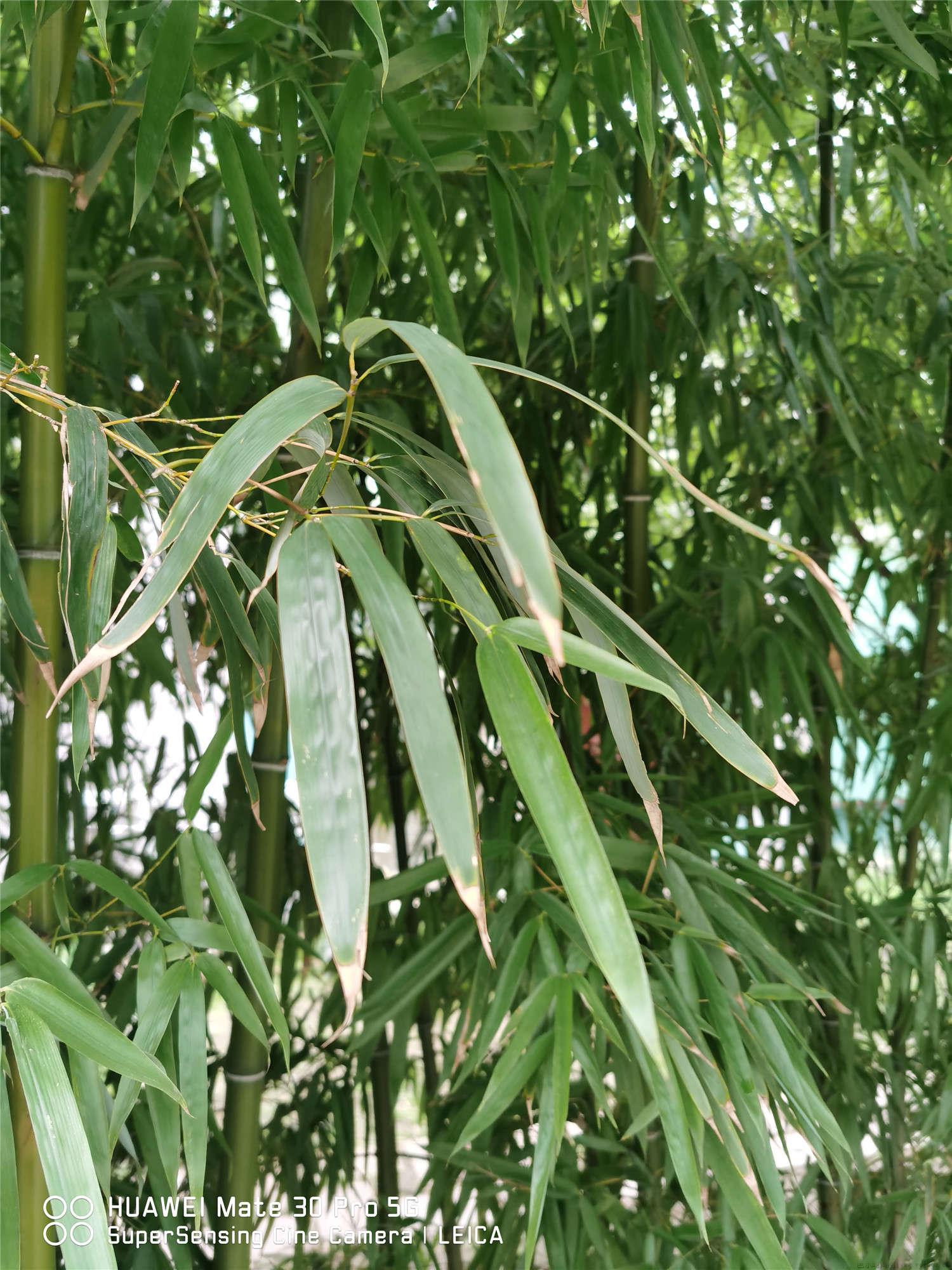 院子里的地栽竹子怎么修剪，怎么栽种