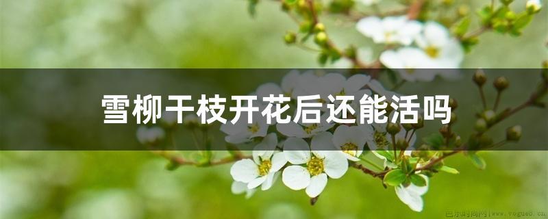 雪柳干枝开花后还能活吗