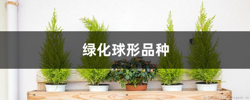 绿化球形品种