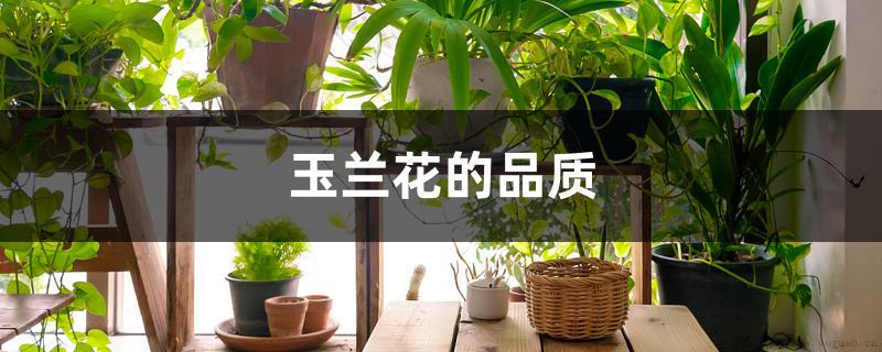 玉兰花的品质