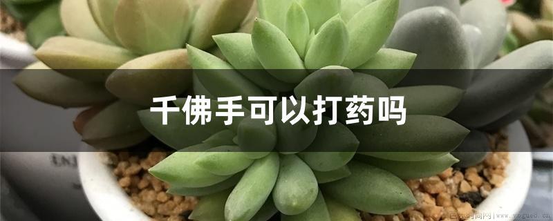 千佛手可以打药吗