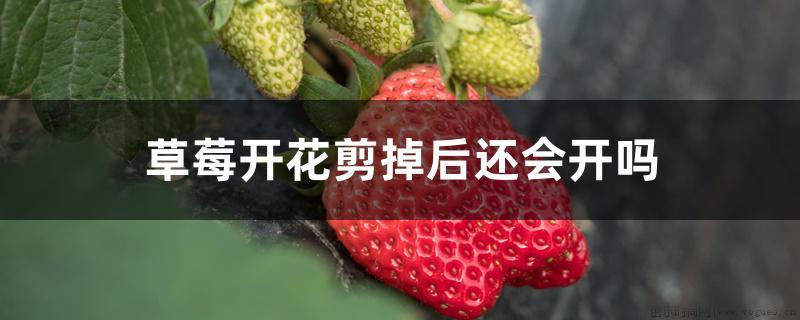 草莓开花剪掉后还会开吗