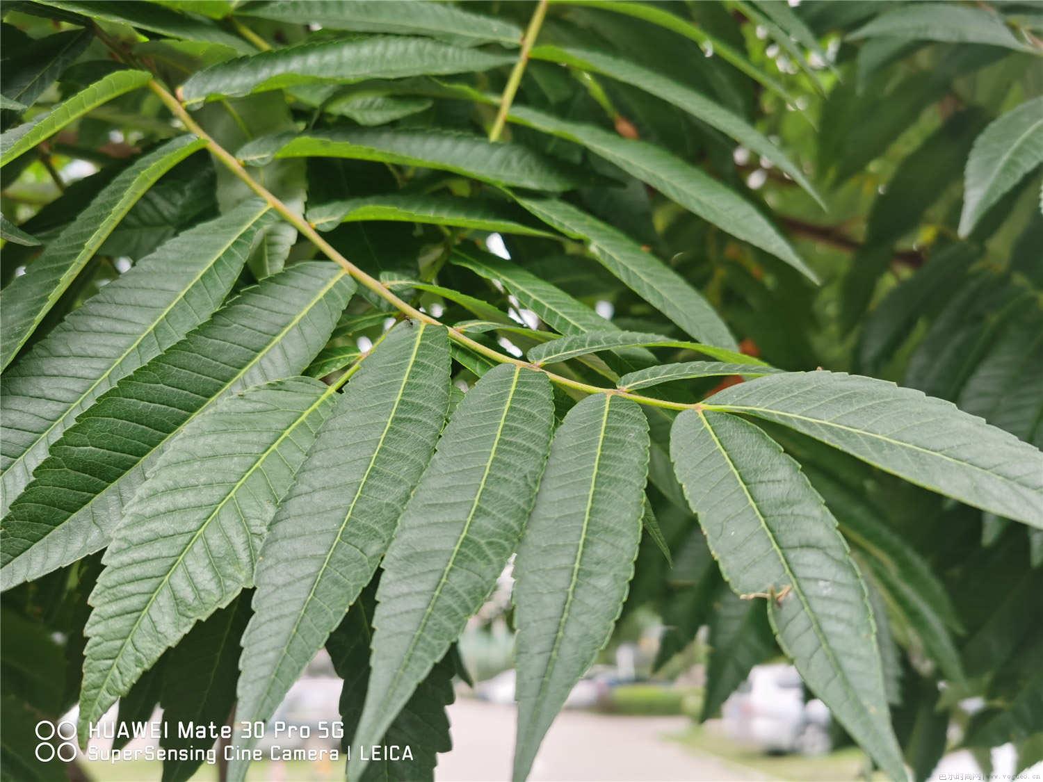 火炬花叶子变黄怎么回事