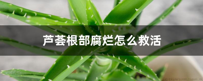 芦荟根部腐烂怎么救活