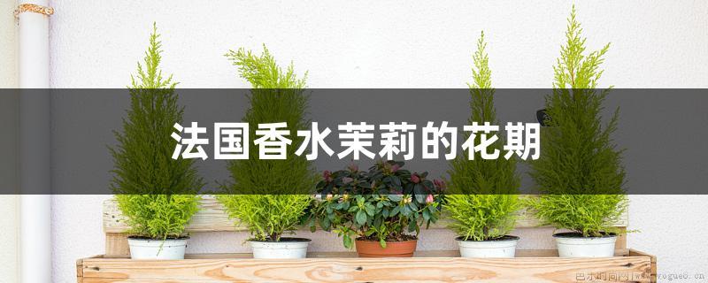 法国香水茉莉的花期