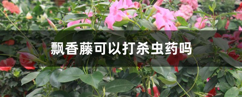 飘香藤可以打杀虫药吗