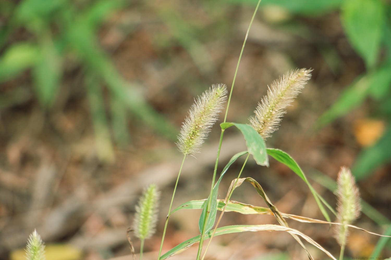 狗尾草和狼尾草的区别