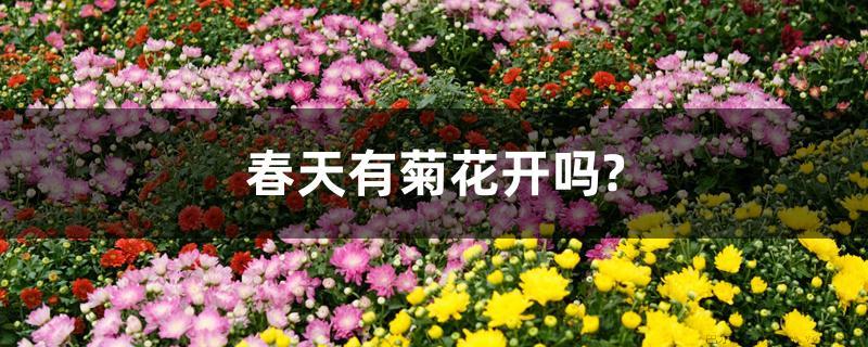 春天有菊花开吗