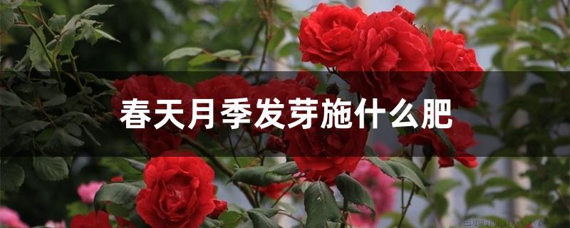 春天月季发芽施什么肥