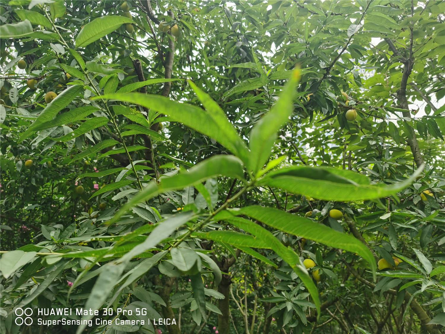 桃树11月可以修剪吗，冬季管理方法