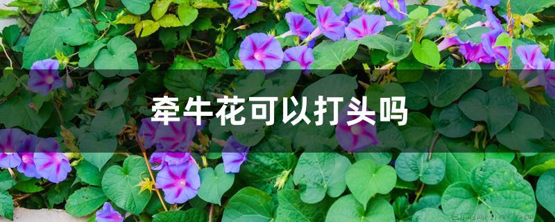 牵牛花可以打头吗