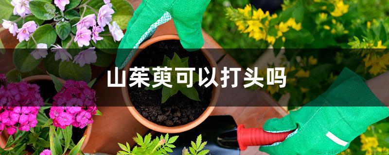 山茱萸可以打头吗