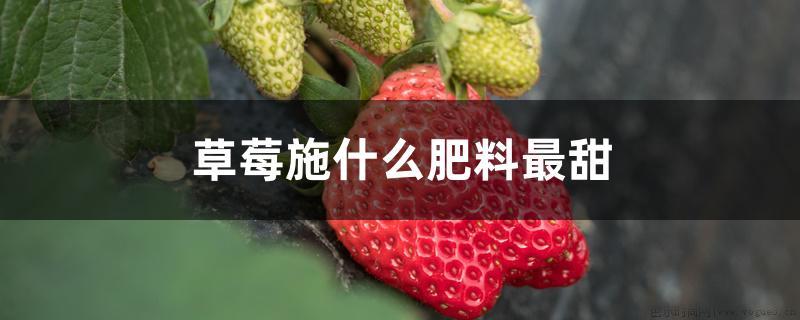 草莓施什么肥料最甜