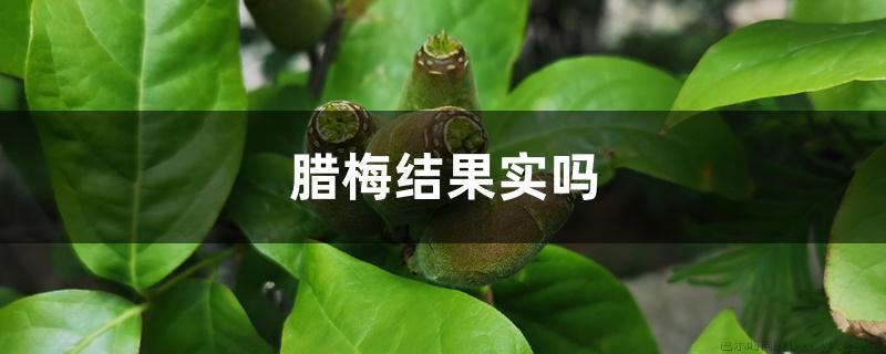 腊梅结果实吗