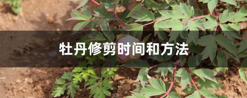 牡丹修剪时间和方法