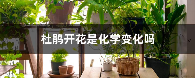 杜鹃开花是化学变化吗