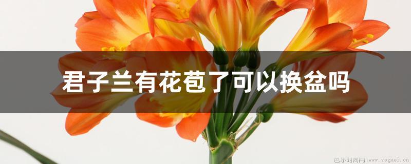 君子兰有花苞了可以换盆吗