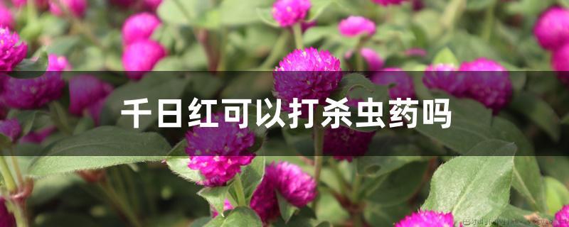 千日红可以打杀虫药吗