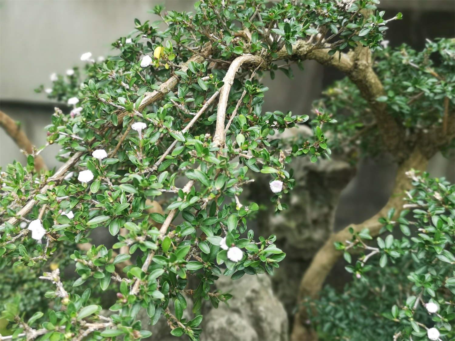 悬崖六月雪怎么养殖，一年开几次花