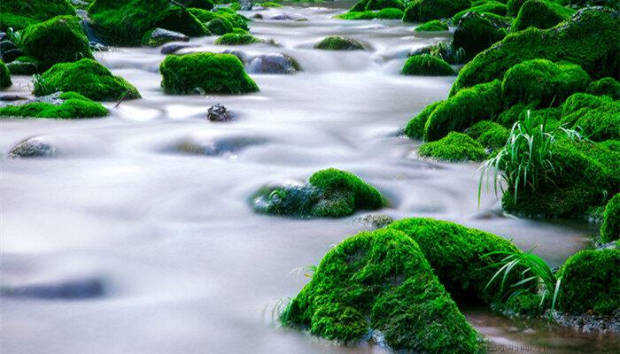 水绵是什么植物