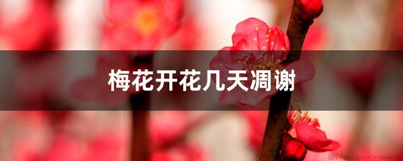 梅花开花几天凋谢