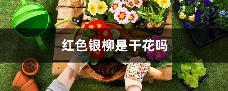 红色银柳是干花吗