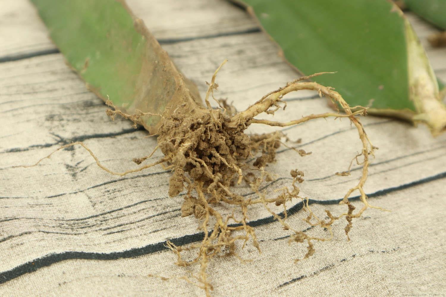 火龙果种植技术和技巧