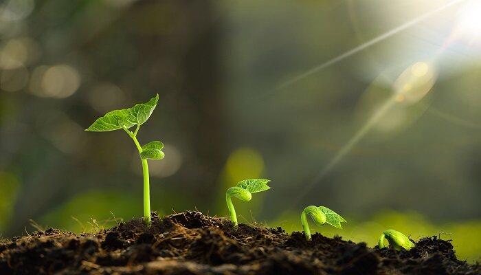 促进植物根系生长的方法